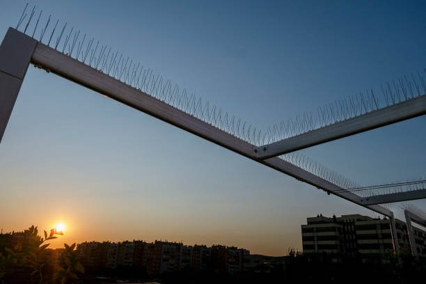 Metal bird spikes installed on a building rooftop edge to prevent birds from perching or roosting. The spikes are a bird control solution offered by bird spikes services.