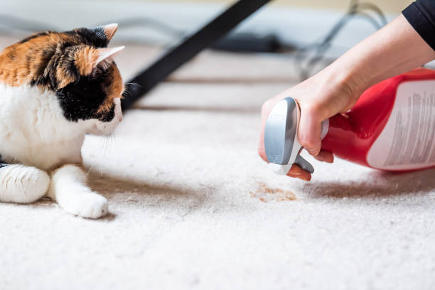 cleaning carpet with the help of cleaning products where girl is using spray gun and the cat in sitting near the carpet.